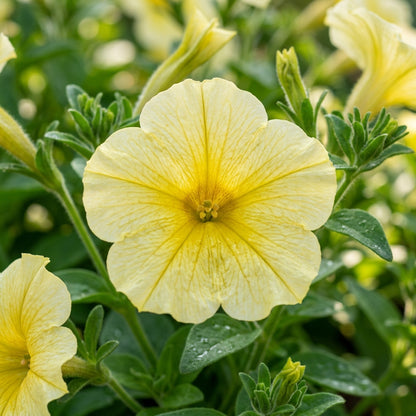 Lemon Yellow Petunia Flower Seeds for Planting