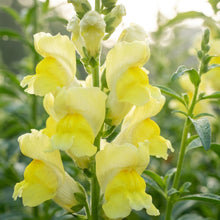 Lemon Yellow Snapdragon Flower Seeds For Planting