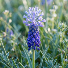 Leopoldia Caucasica Flower Seeds For Planting