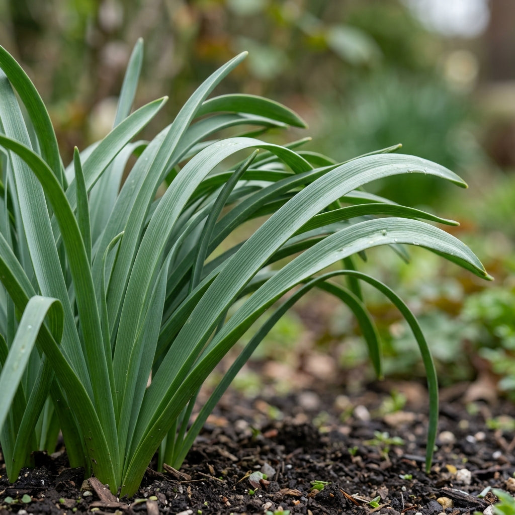 Leopoldia Caucasica Flower Seeds For Planting