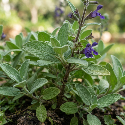 Lepechinia salviae Flower Seeds for Planting