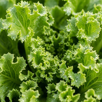Black Seeded Simpson Lettuce Seeds for Vegetable Gardens