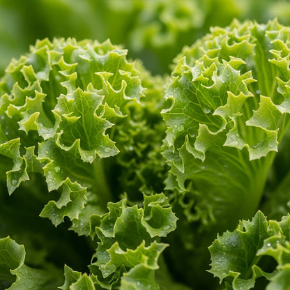 Black Seeded Simpson Lettuce Seeds for Vegetable Gardens