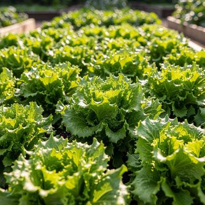 Black Seeded Simpson Lettuce Seeds for Vegetable Gardens