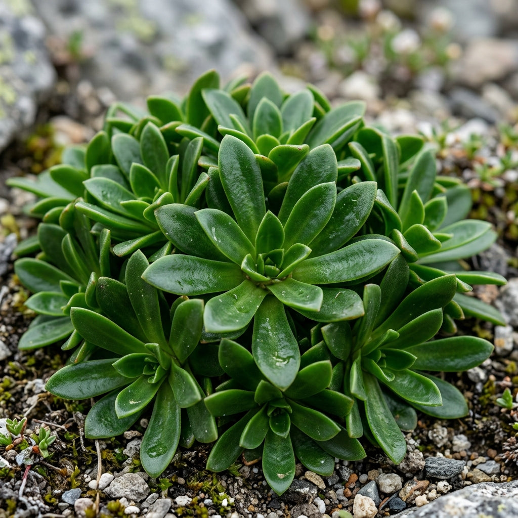 Lewisia Oppositifolia Alpine Flower Seeds For Planting