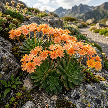 Lewisia Longipetala Little Mango Alpine Flower Seeds For Planting