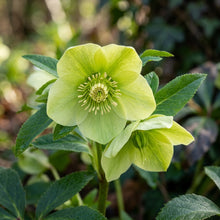 Light Green Hellebore Seeds - Hellebore Flower Seeds for Garden