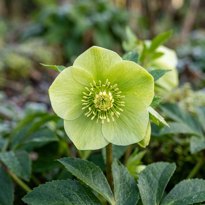 Light Green Hellebore Seeds - Hellebore Flower Seeds for Garden