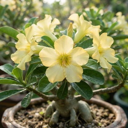 Light Lemon Adenium Flower Seeds - Desert Rose Flower Seeds for Garden