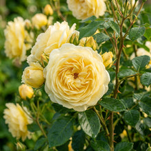 Light Yellow Climbing Rose Seeds for Garden Planting