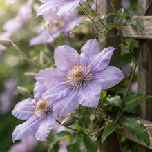 Light Purple Clematis Flower Seeds for Planting