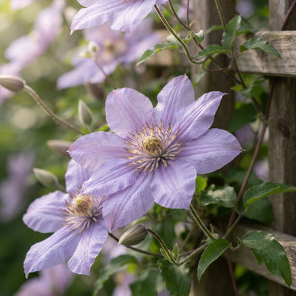 Light Purple Clematis Flower Seeds for Planting