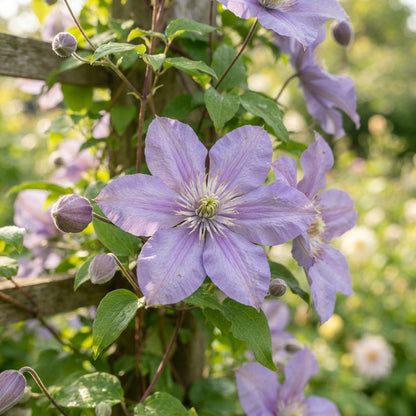 Light Purple Clematis Flower Seeds for Planting