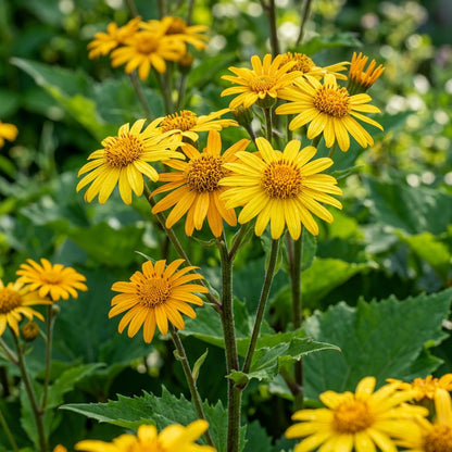 Ligularia Flower Seeds - Ligularia Flower Seeds for Garden