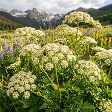 Ligusticum Porteri Osha Root Seeds - Perennial Herb Seeds for Garden