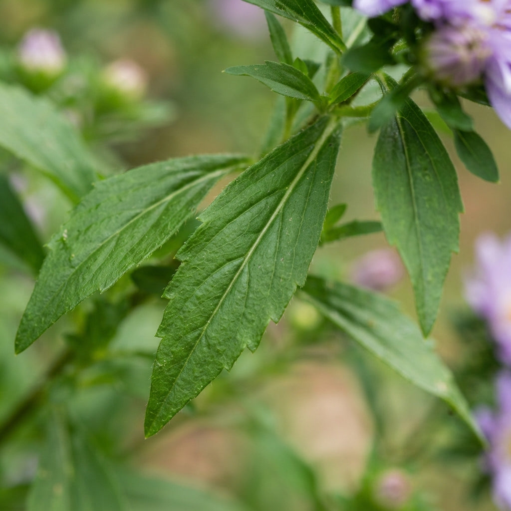 Lilac Aster Flower Seeds for Garden Planting