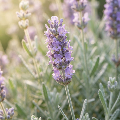 Lilac Lavender Seeds - Lavender Flower Seeds for Garden