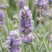Lilac Lavender Seeds - Lavender Flower Seeds for Garden