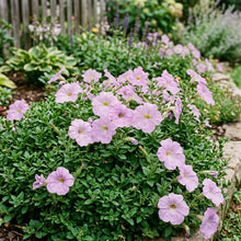 Lilac Petunia Seeds For Planting