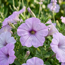 Lilac Petunia Seeds For Planting