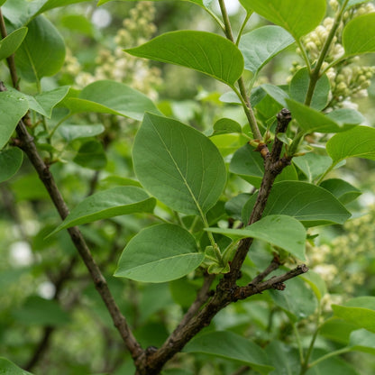Japanese Lilac Flower Seeds for Planting