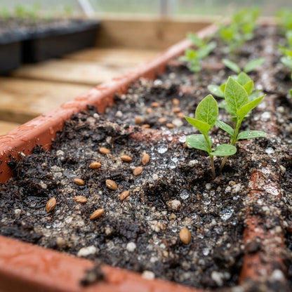 Japanese Lilac Flower Seeds for Planting