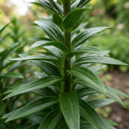 Lilium Asiatic Red Seeds for Garden Planting
