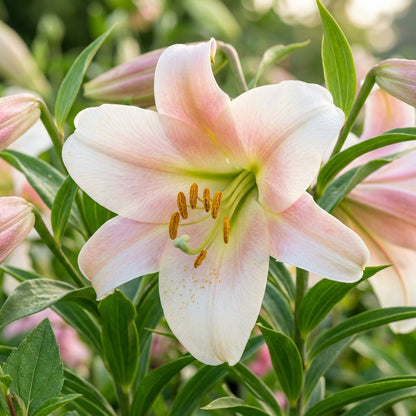 Lilium Vague Perfume Flower Seeds for Planting