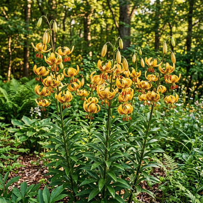 Lilium Hansonii Seeds