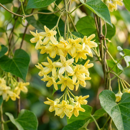 Lily Scented Creeper Light Yellow Flower Seeds for Planting