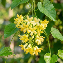 Lily Scented Creeper Light Yellow Flower Seeds for Planting