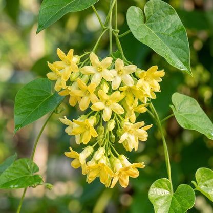 Lily Scented Creeper Light Yellow Flower Seeds for Planting