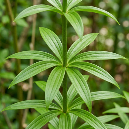 Lilium Hansonii Seeds