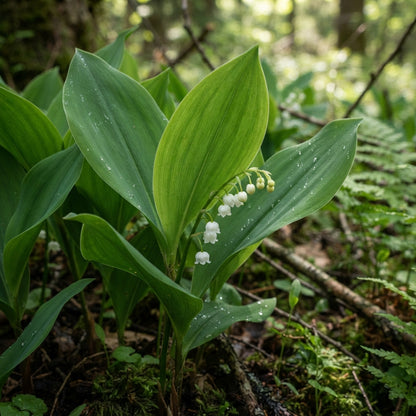 White Lily of the Valley Flower Seeds for Planting