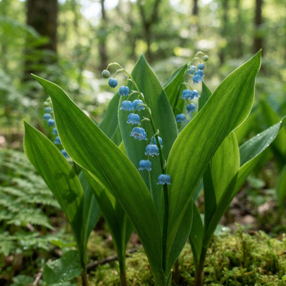 Blue Lily of the Valley Flower Seeds for Planting