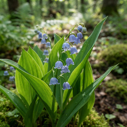 Blue Lily of the Valley Flower Seeds for Planting
