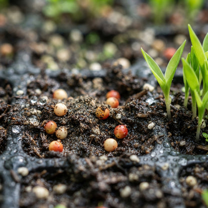Pink Lily of the Valley Seeds for Planting