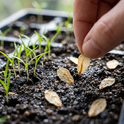 Lilium Hansonii Seeds