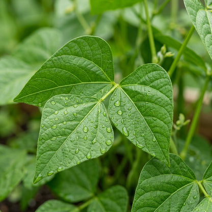 Lima Bean Seeds (Phaseolus lunatus) – Henderson Butter Bean Seeds