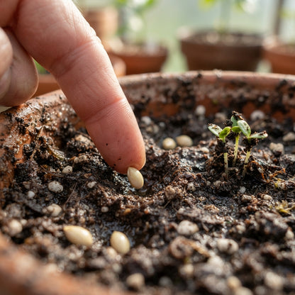 Lime Tree (Citrus aurantifolia) Seeds for Planting