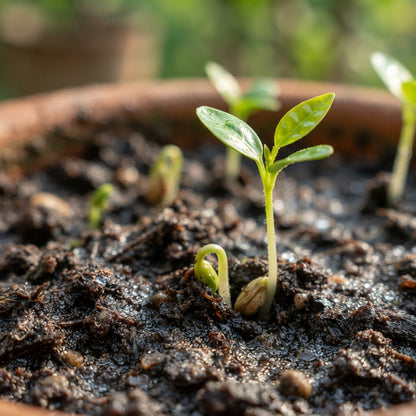 Kagzi Lime Seeds for Planting