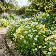 Limnanthes Douglasii Seeds – Meadow Foam Flowers