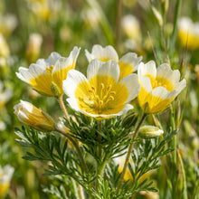 Limnanthes Douglasii Seeds – Meadow Foam Flowers