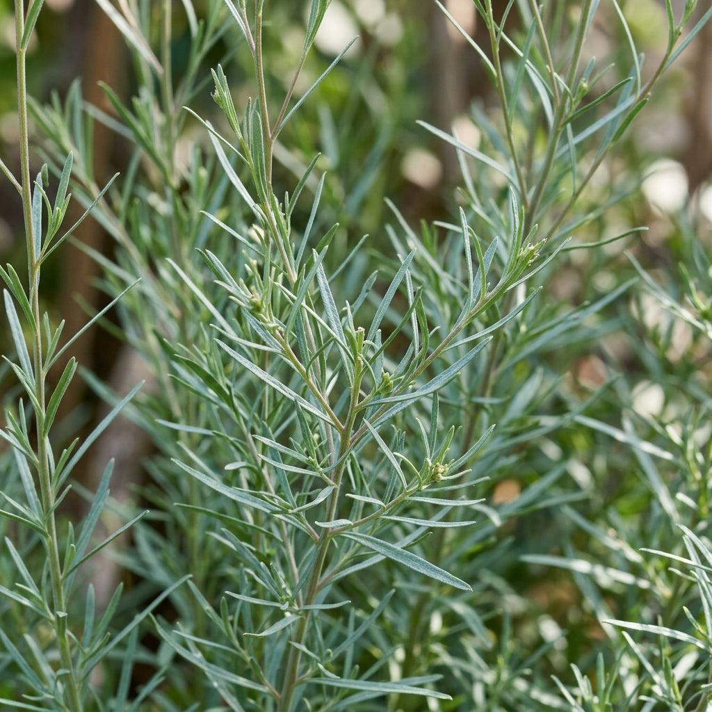 Linaria Spanish Dancer Seeds – Graceful Spikes