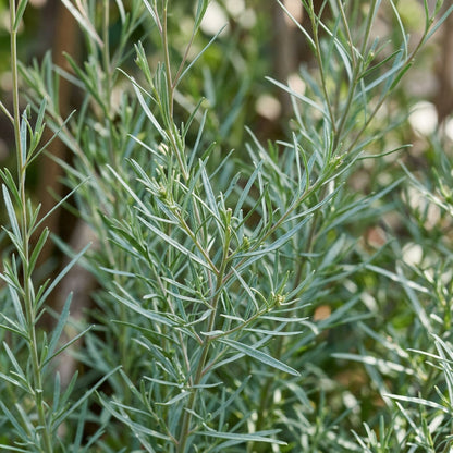 Linaria Spanish Dancer Seeds – Graceful Spikes
