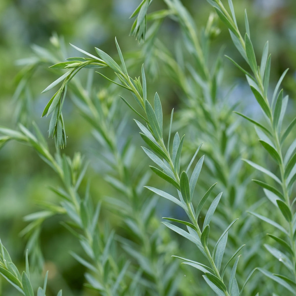 Linum Perenne Perennial Flax Flower Seeds