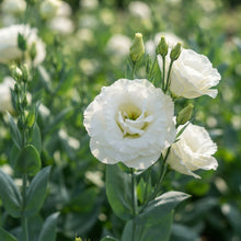 Lisianthus Echo White Flower Seeds for Planting