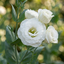 Lisianthus Echo White Flower Seeds for Planting