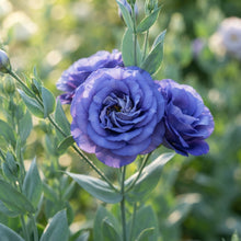 Lisianthus Rosita 2 Sapphire Seeds for Planting