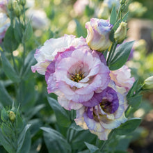 Lisianthus (Eustoma) Seeds for Planting
